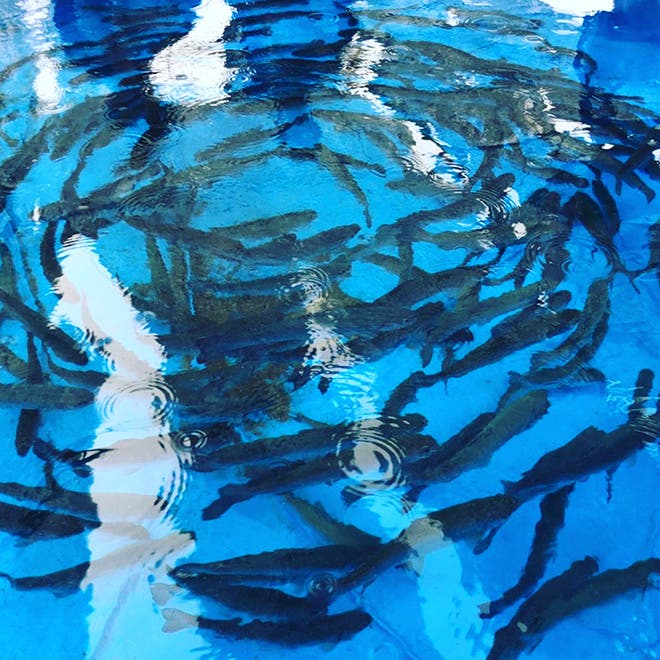 Go！フィッシング