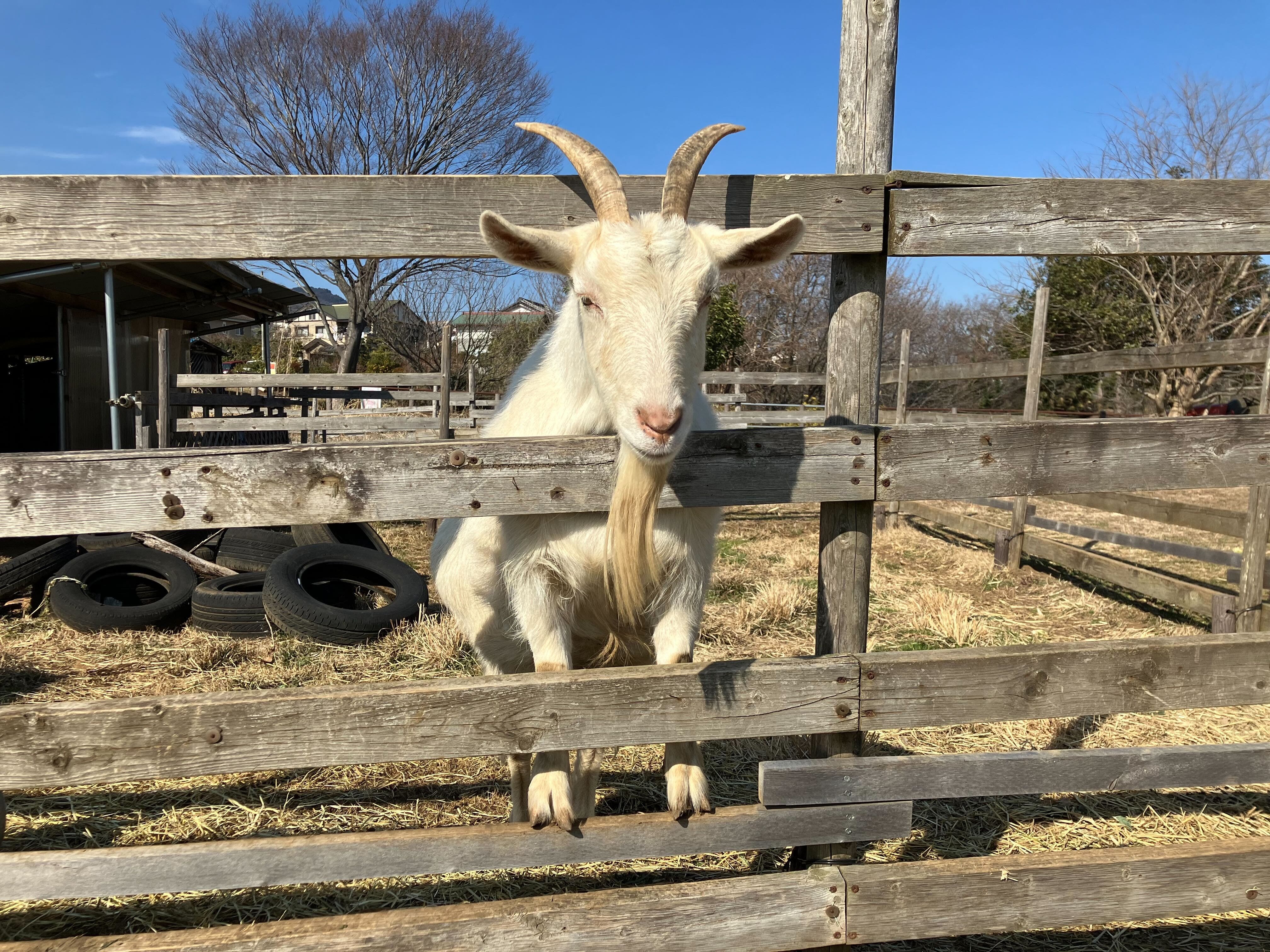 LOCAL BBQ 伊勢原のサブ写真6
