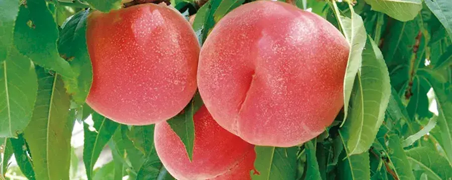 浅間園のサブ写真3