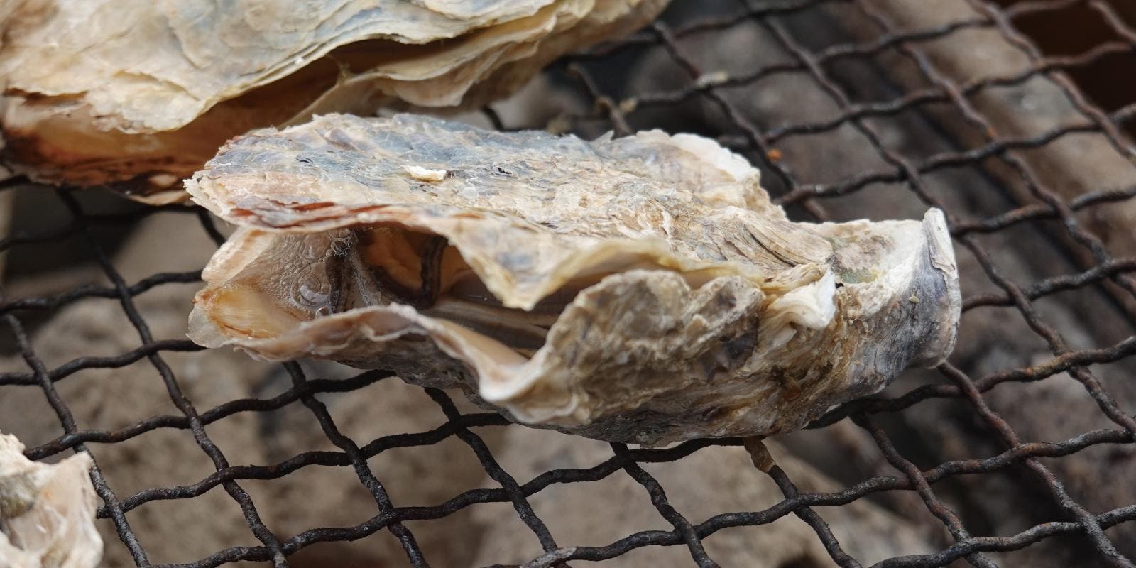 七城温泉ドームリバーサイドパークのサブ写真10