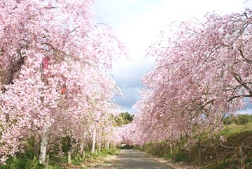 たけべの森公園 バーベキューガーデンのサブ写真9