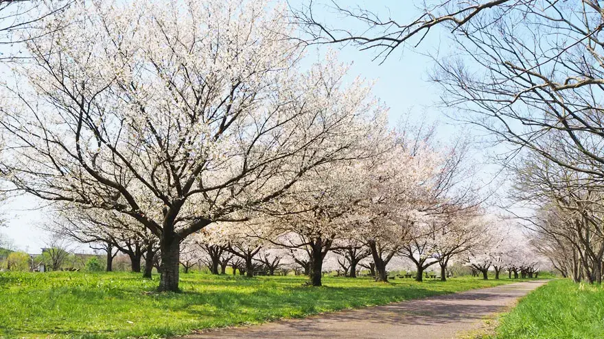 三面川中州公園の3枚目画像