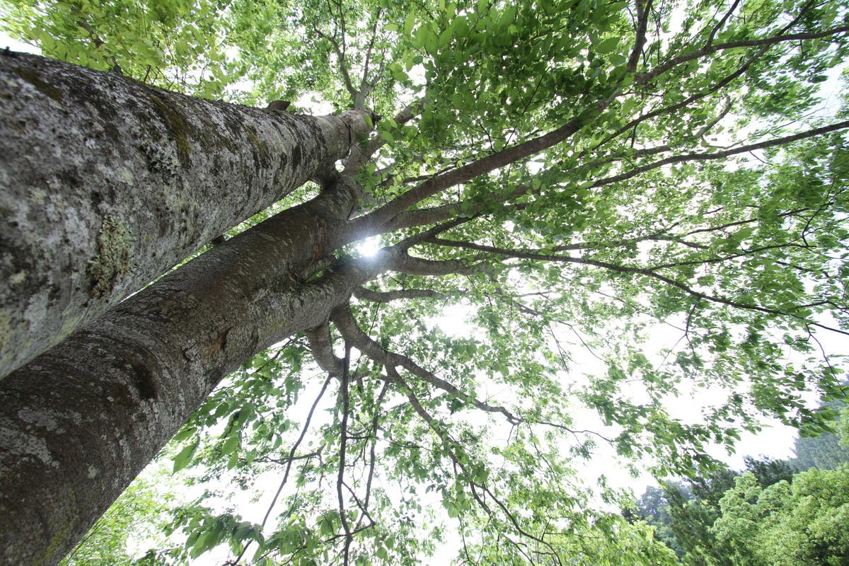 奥秩父 神庭オートキャンプ場のサブ写真5
