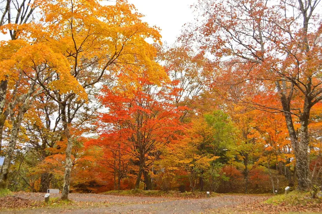わらび平森林公園キャンプ場の3枚目画像