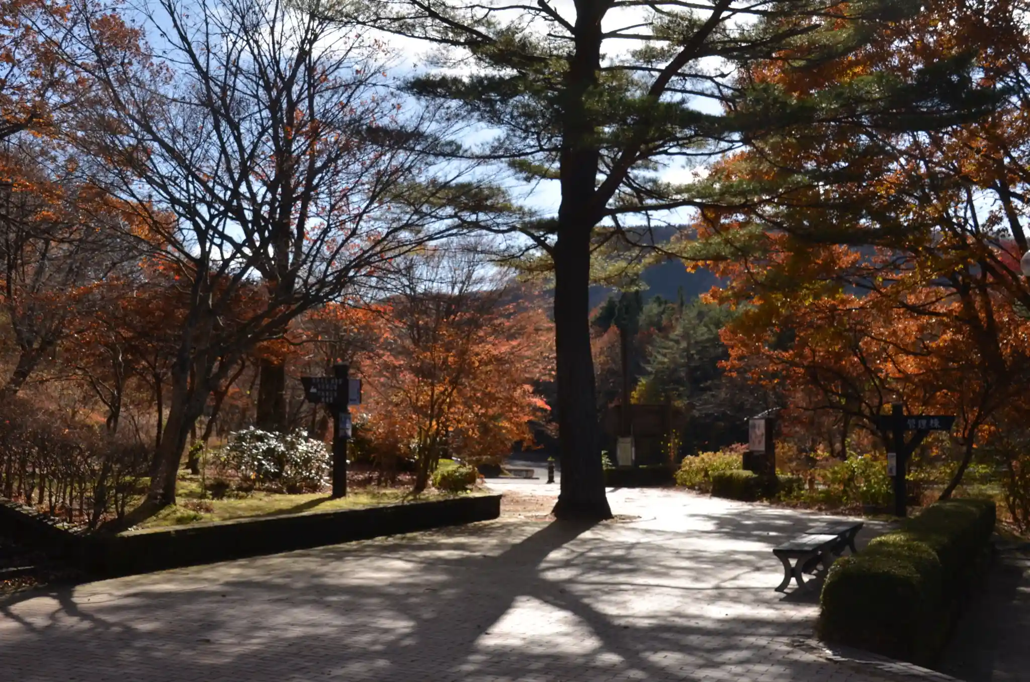 箱の森プレイパークの2枚目画像