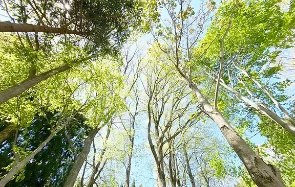 森とぼくの休日の3枚目画像
