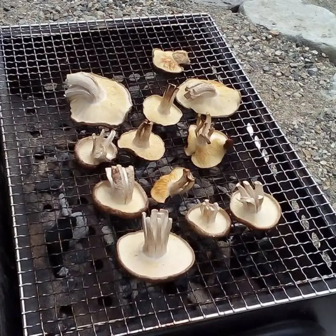 しぃちゃんの森の2枚目画像