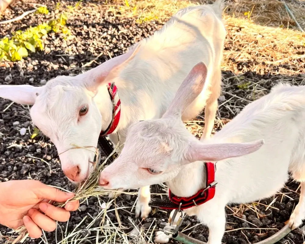 和心村-古民家とグランピングと自然森山川海のサブ写真4