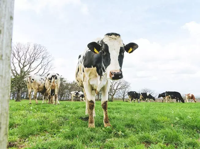 大山まきばみるくの里のサブ写真3