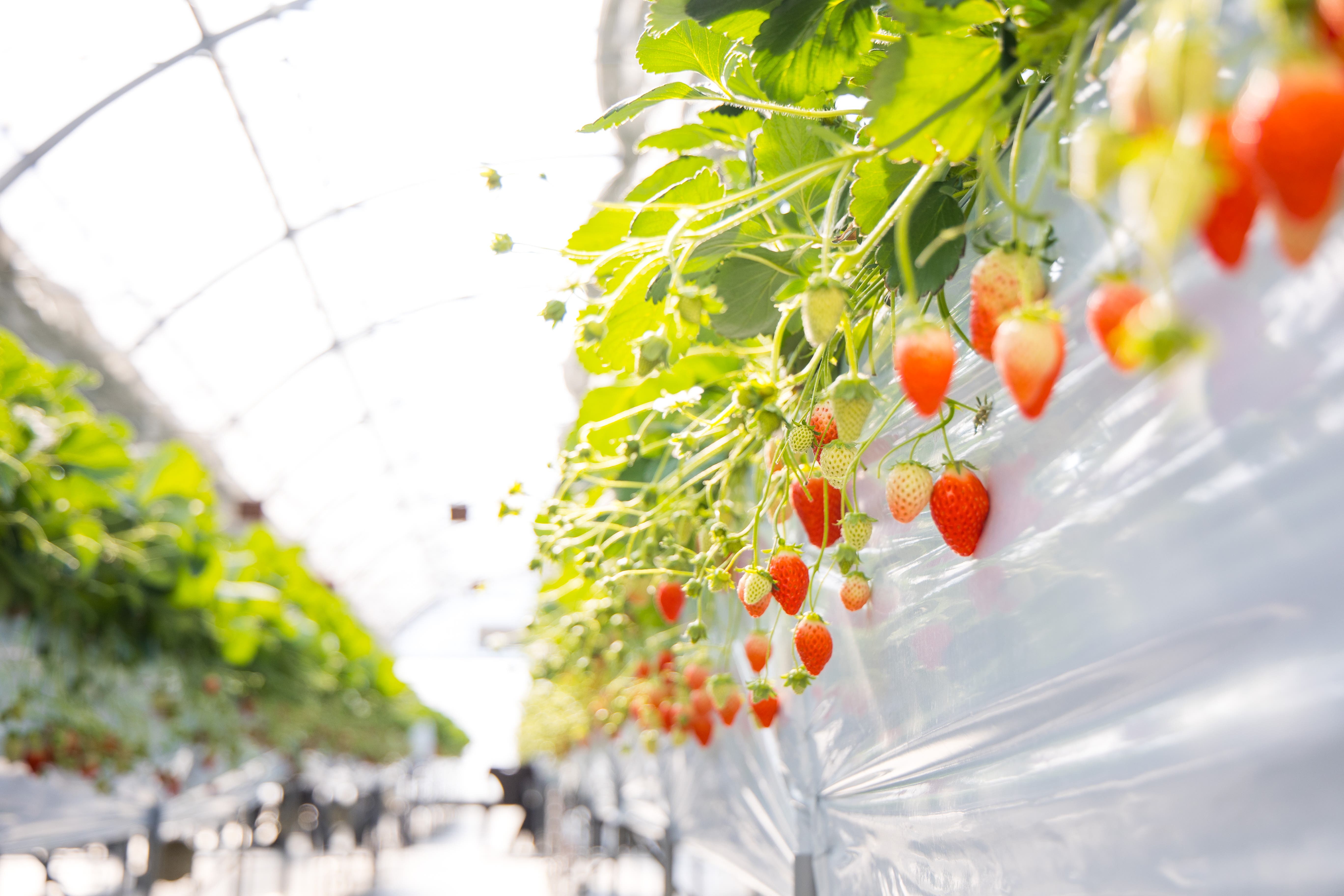 BAMBOO RESORT MIHAMA 繋のサブ写真9