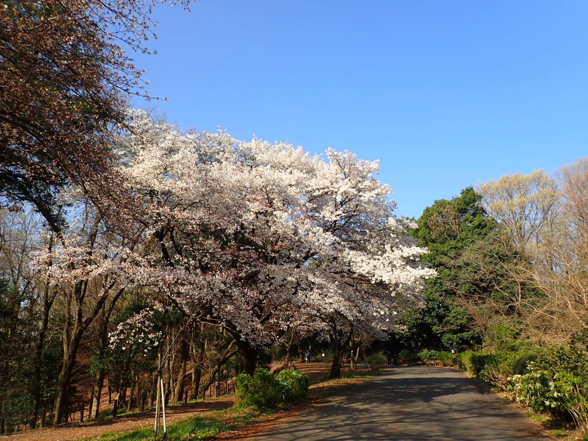 小山内裏公園のサブ写真7