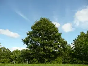 緑のふるさと森林公園の1枚目画像