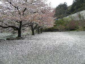 道志渓谷キャンプ場のメイン写真