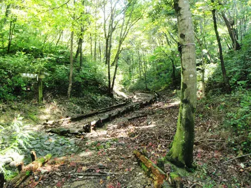 徳島県立 神山森林公園 イルローザの森の2枚目画像