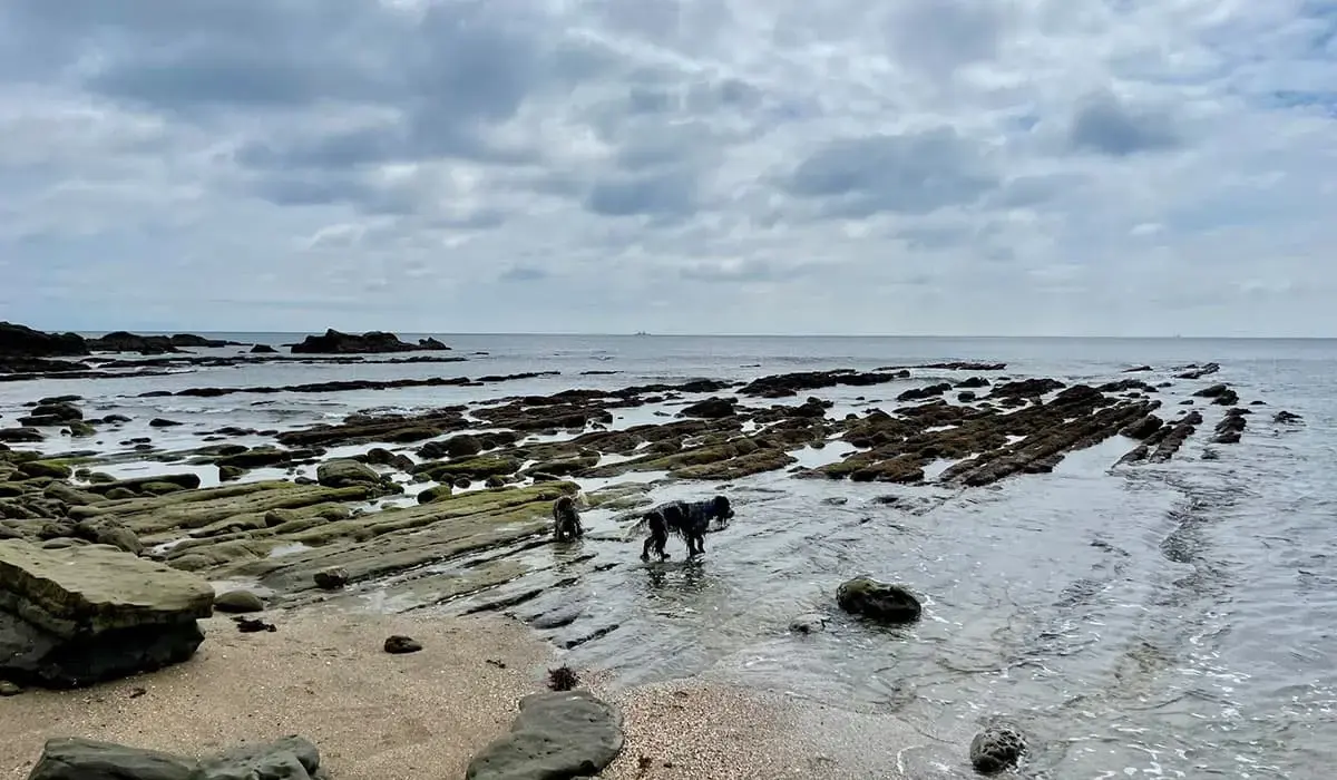 THE DOG DEPT GARDEN RESORT-安房白浜-の3枚目画像