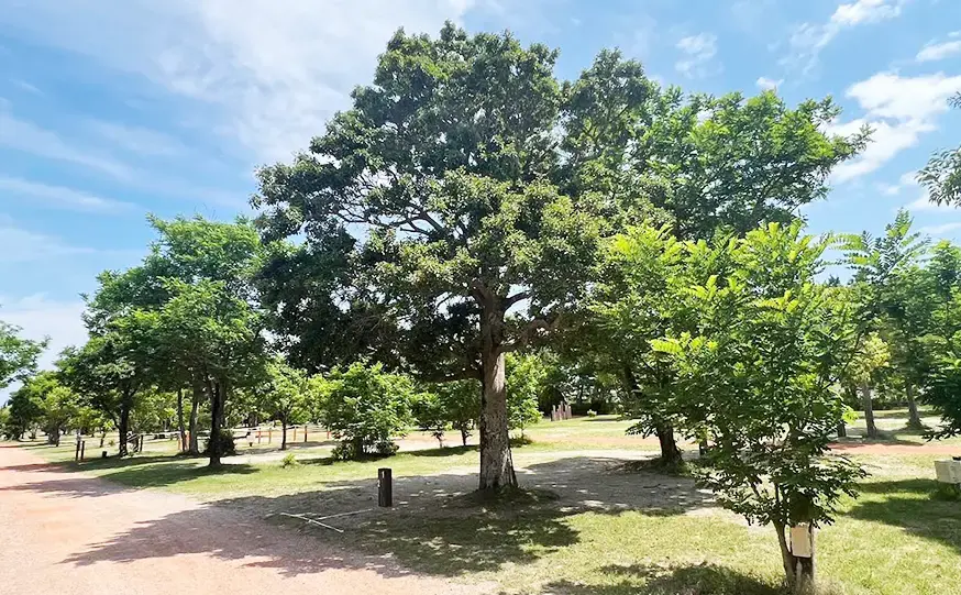 大淀西海岸ムーンビーチキャンプ場の3枚目画像