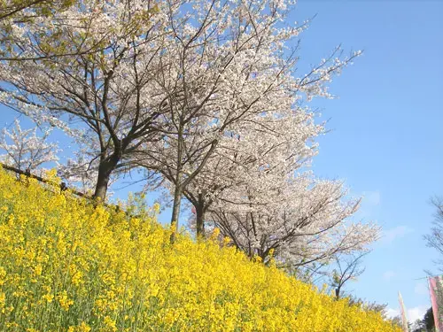 徳島県立 神山森林公園 イルローザの森の3枚目画像