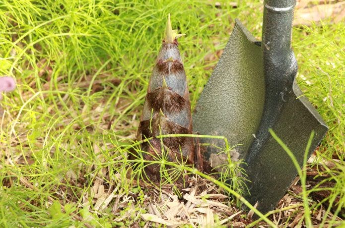 たけのこをスコップで掘る