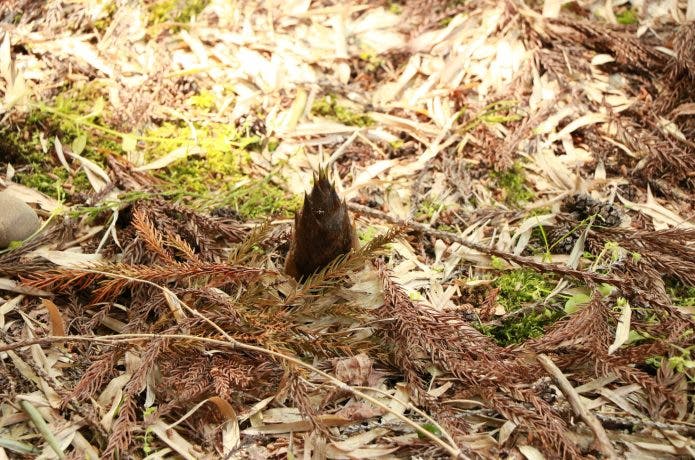 地面から少しみえているたけのこ