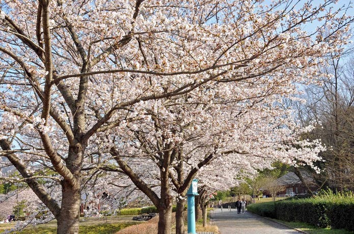 船岡竹林公園