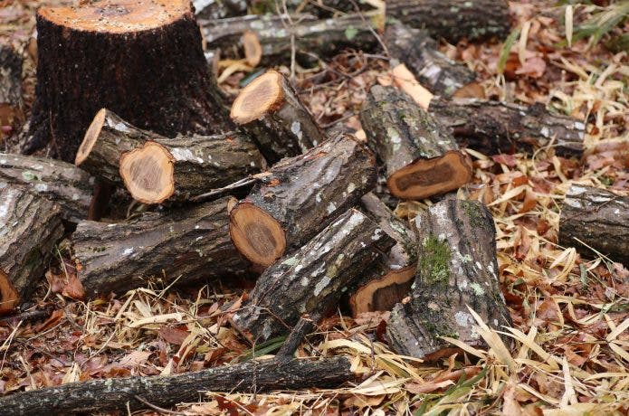 広葉樹の薪が地面に落ちている様子