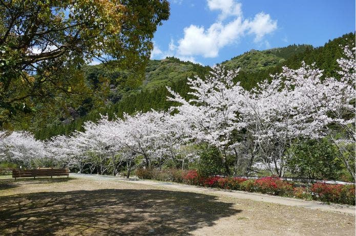 蜂之巣キャンプ場