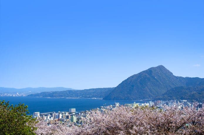 島と桜