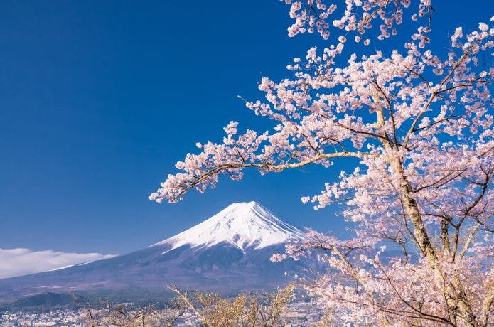 富士山と桜